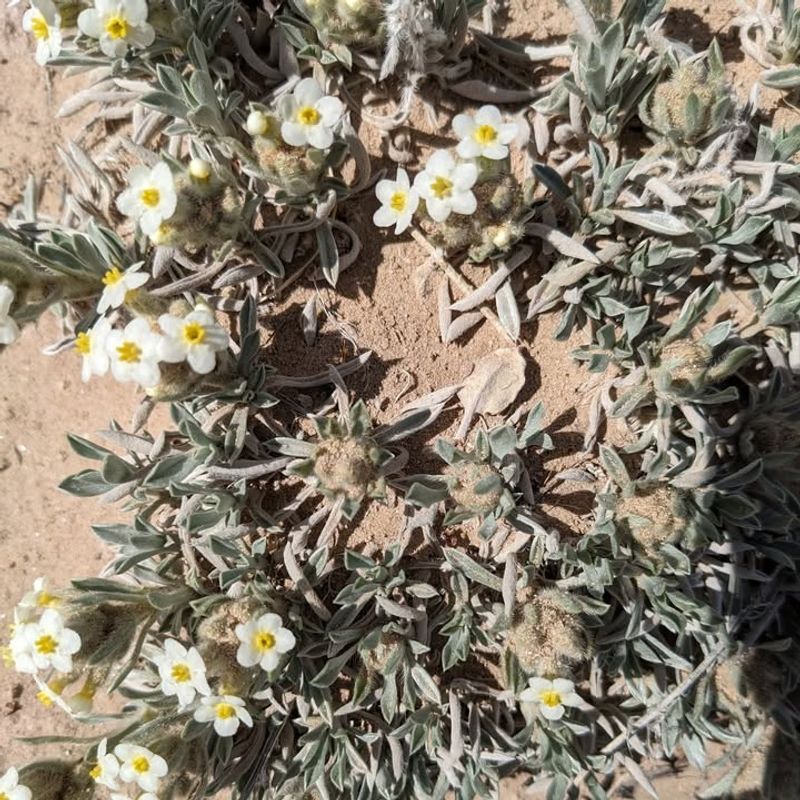 Terlingua Creek Cats-eye