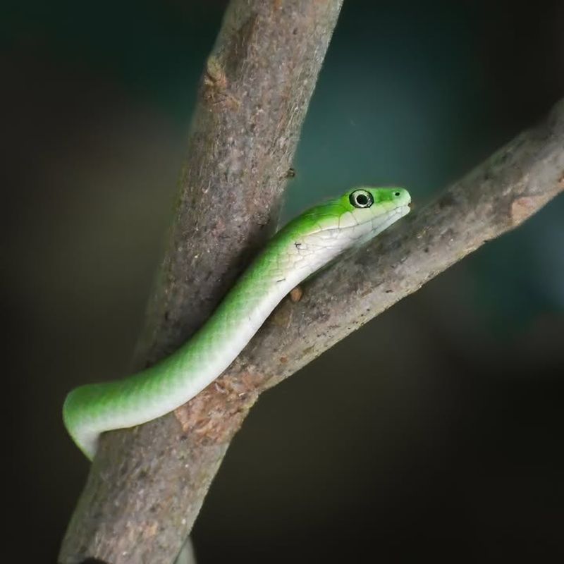 Rough Green Snake