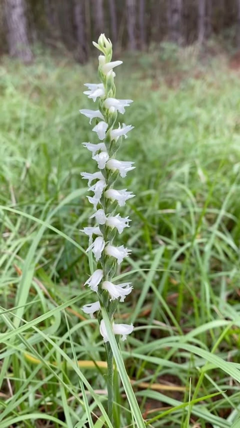 Navasota Ladies' Tresses Orchid