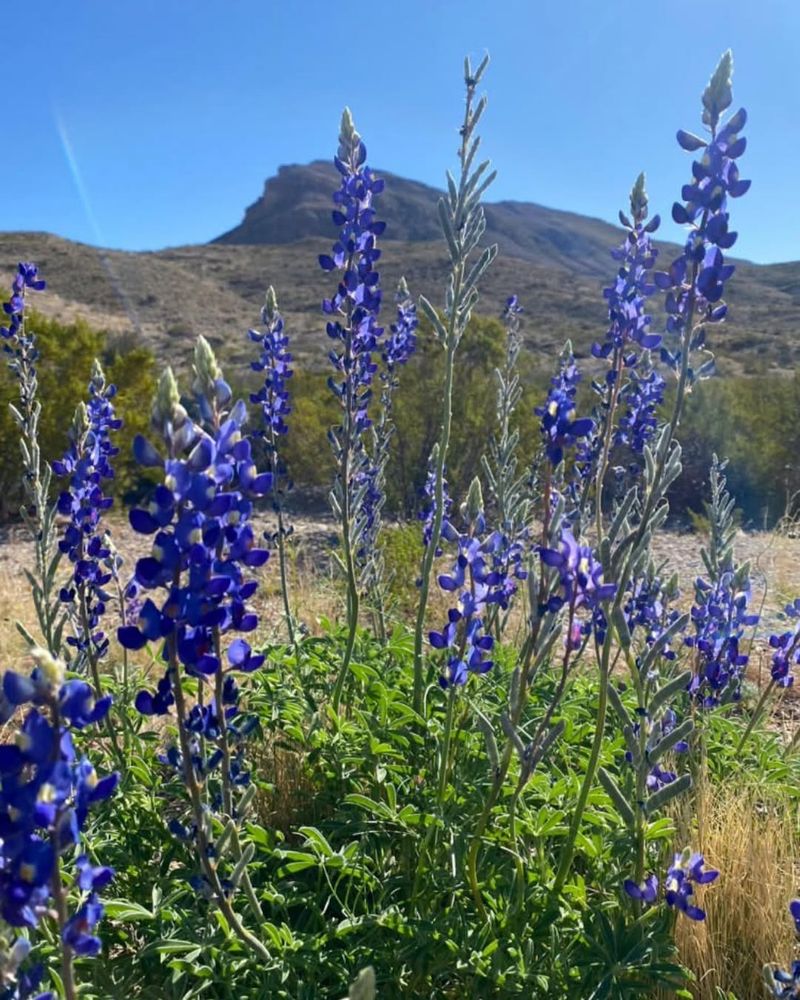 Big Bend Bluebonnet