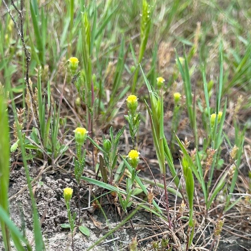 Texas Prairie Dawn Flower