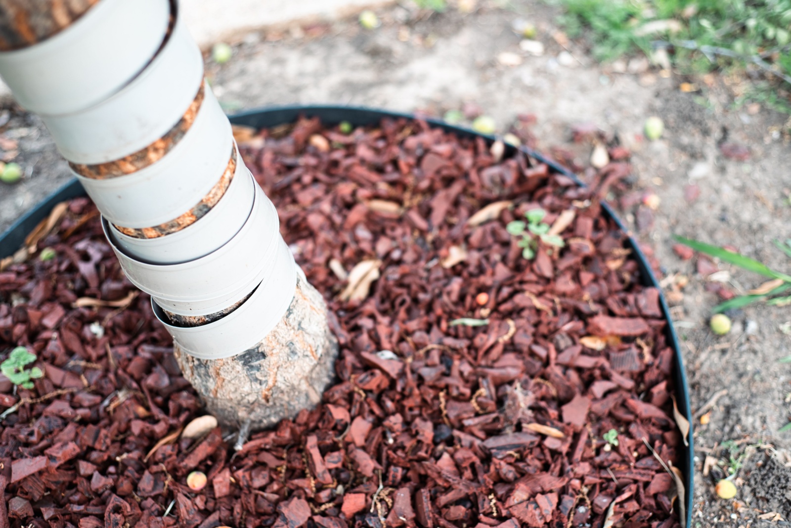 Thanksgiving Cold Front Threatens Colorado’s Young Evergreens And What To Do About It