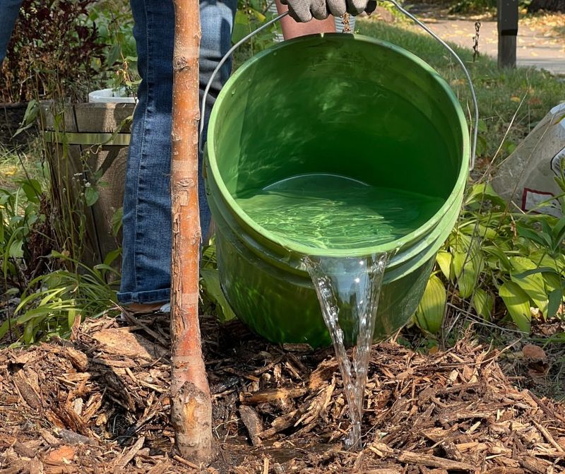 Water Deeply Before The Ground Freezes