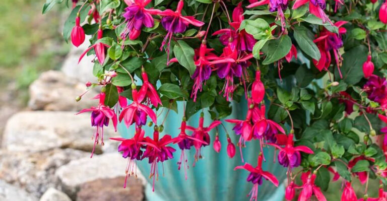 fuchsia