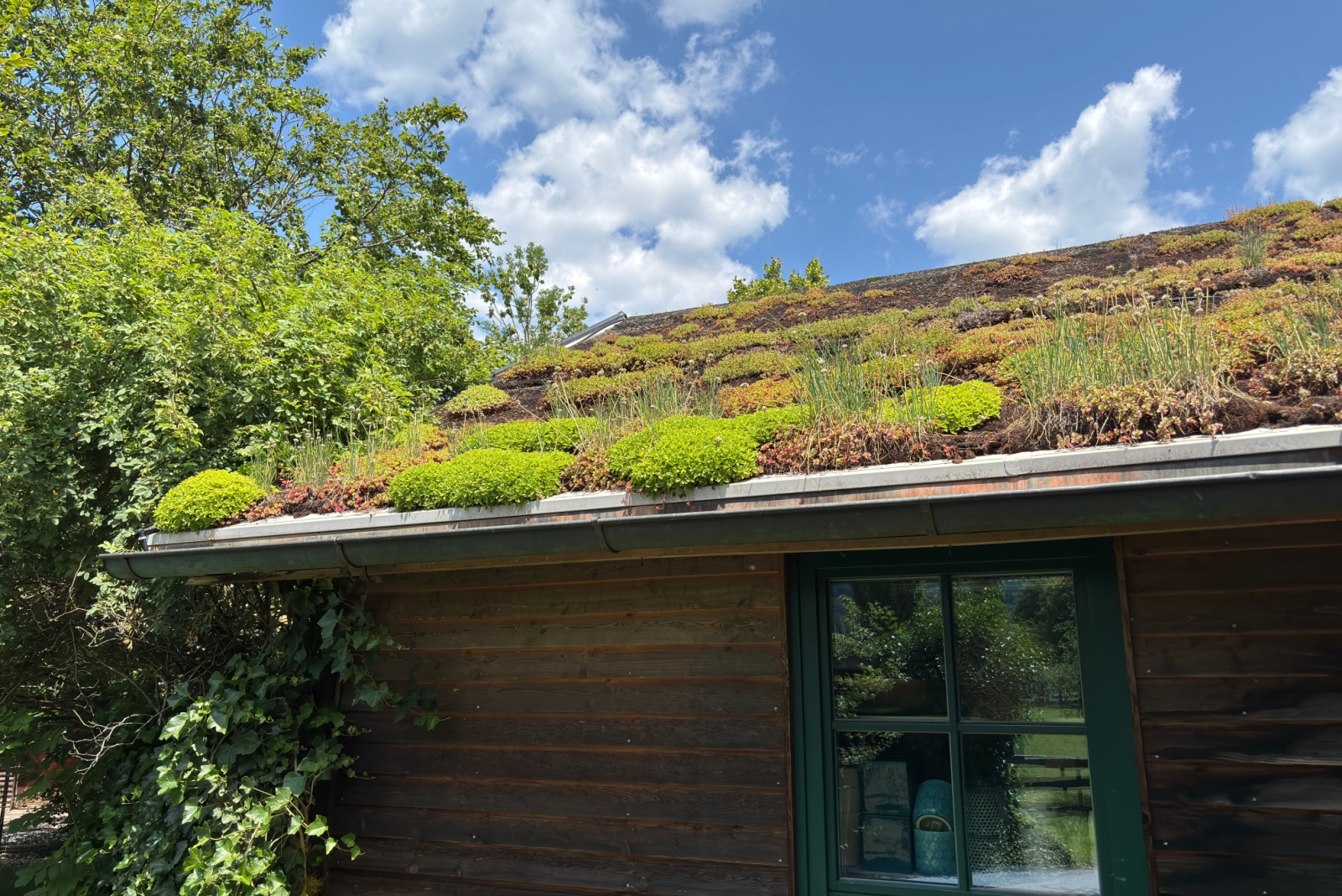 The 10 Top Succulents For Green Roofs In New Mexico