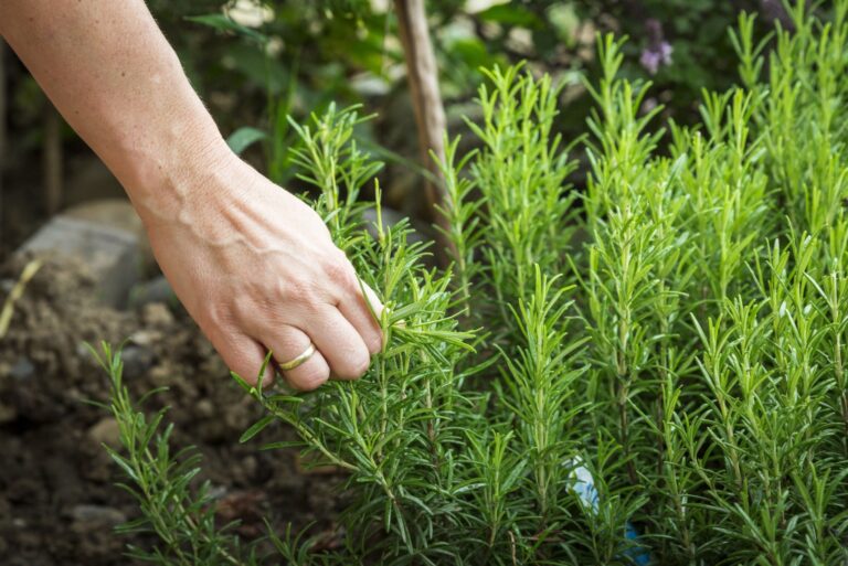 hand plucking rosemary