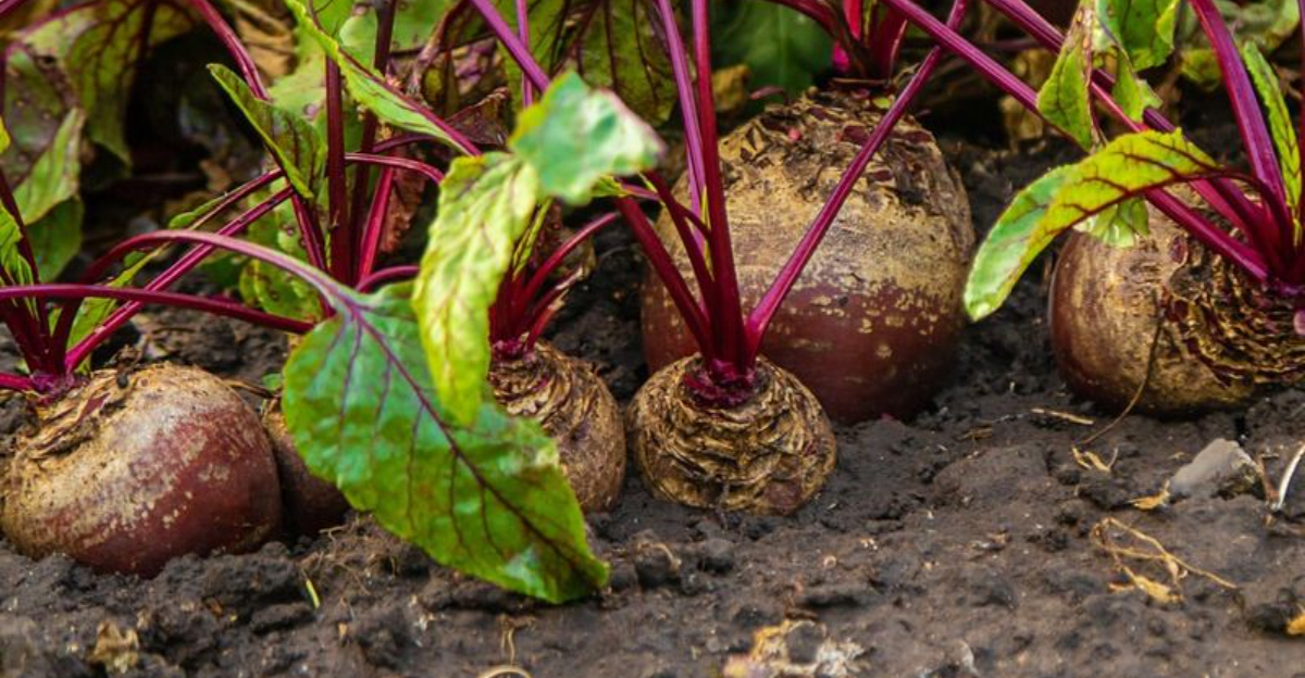 The 9 Cold-Hardy Vegetables Texas Gardeners Rely On During December