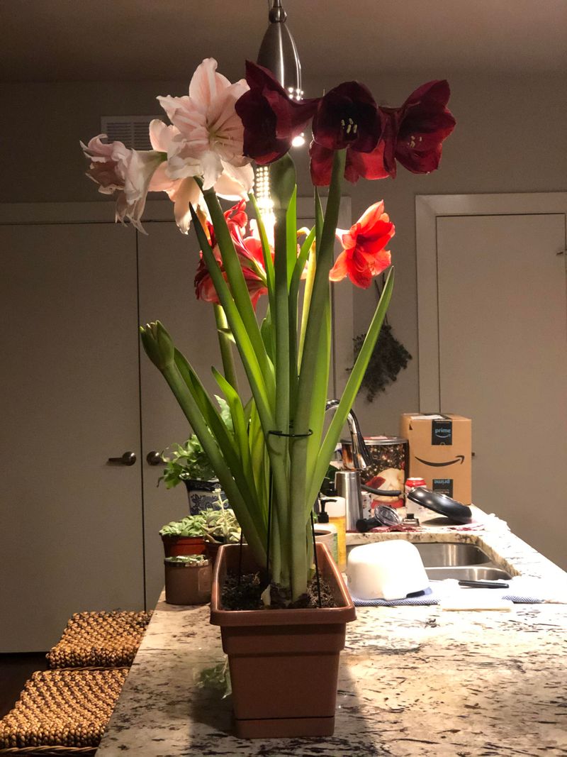 Choosing A Pot That's Way Too Big