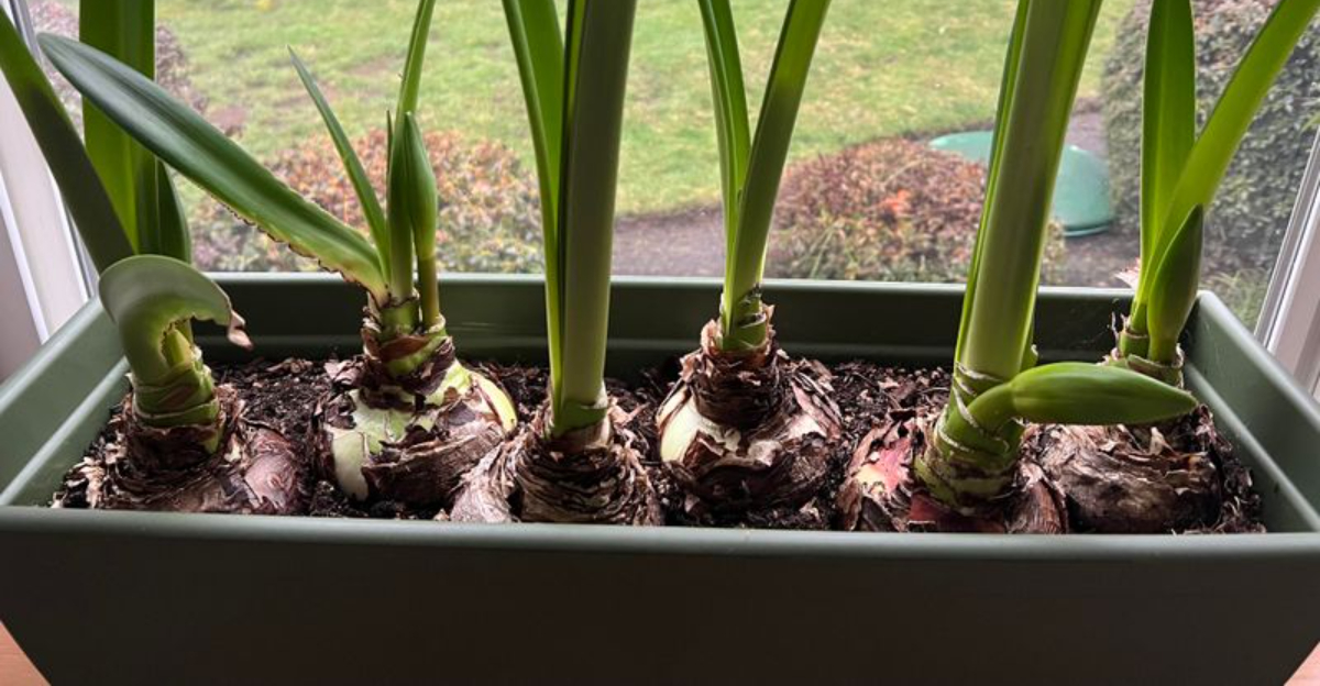 The Amaryllis Bulb Errors Minnesota Homeowners Should Avoid This December
