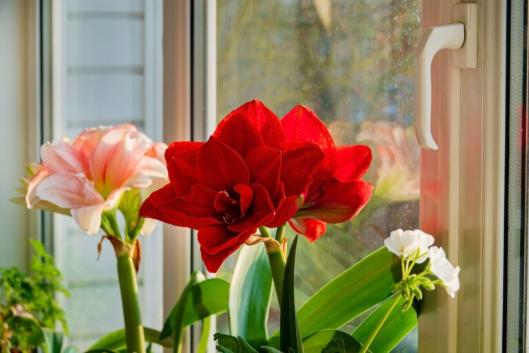 amaryllis flowers in the window