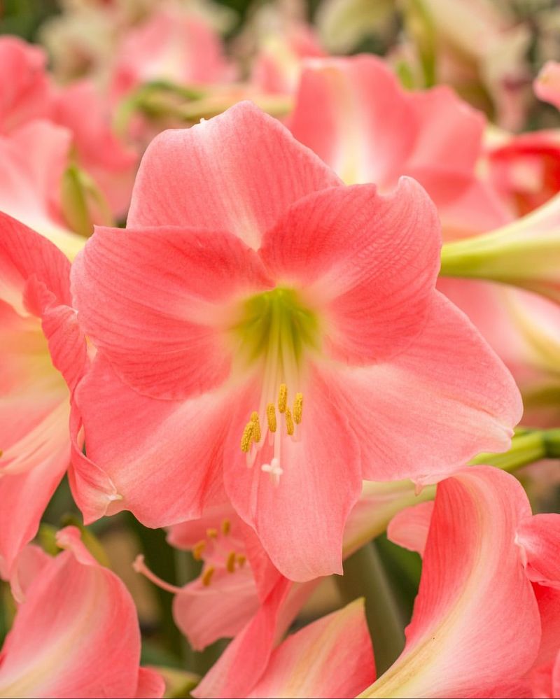 Pink Bud Varieties Bloom Faster