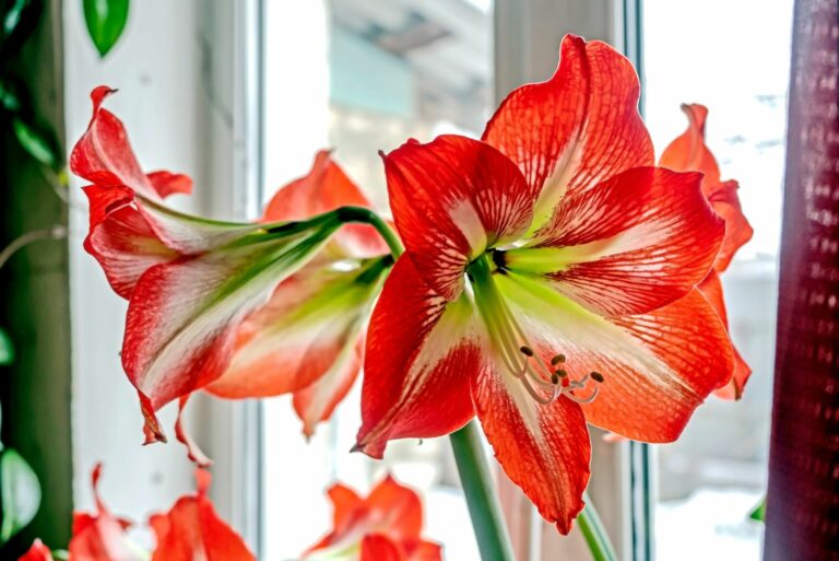 amaryllis on windowsill