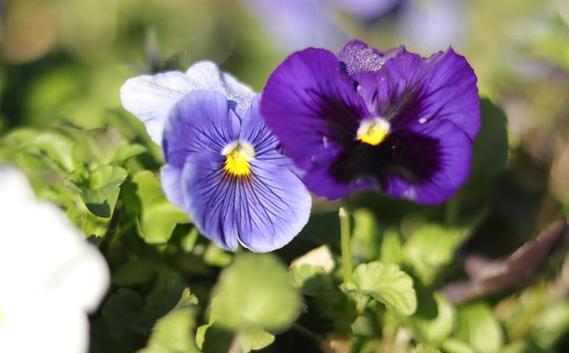 1. Winter Pansies