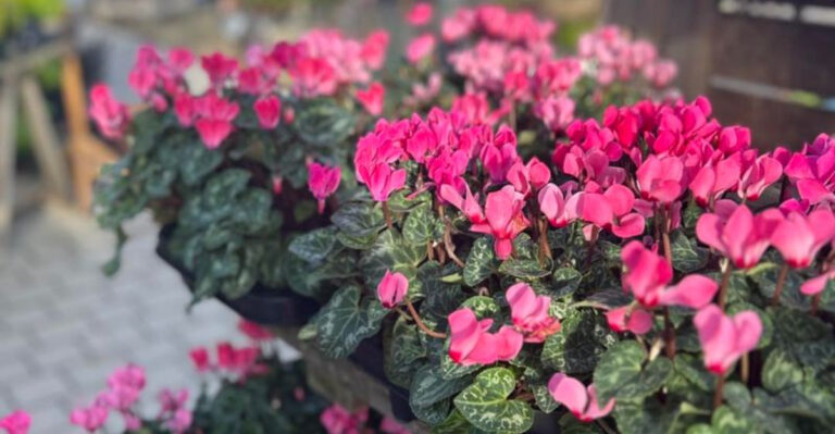 cyclamen on porch