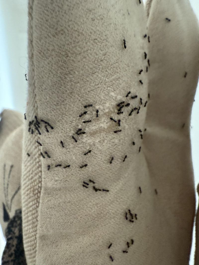 Extra Natural Scents That Boost Your Citrus Defense