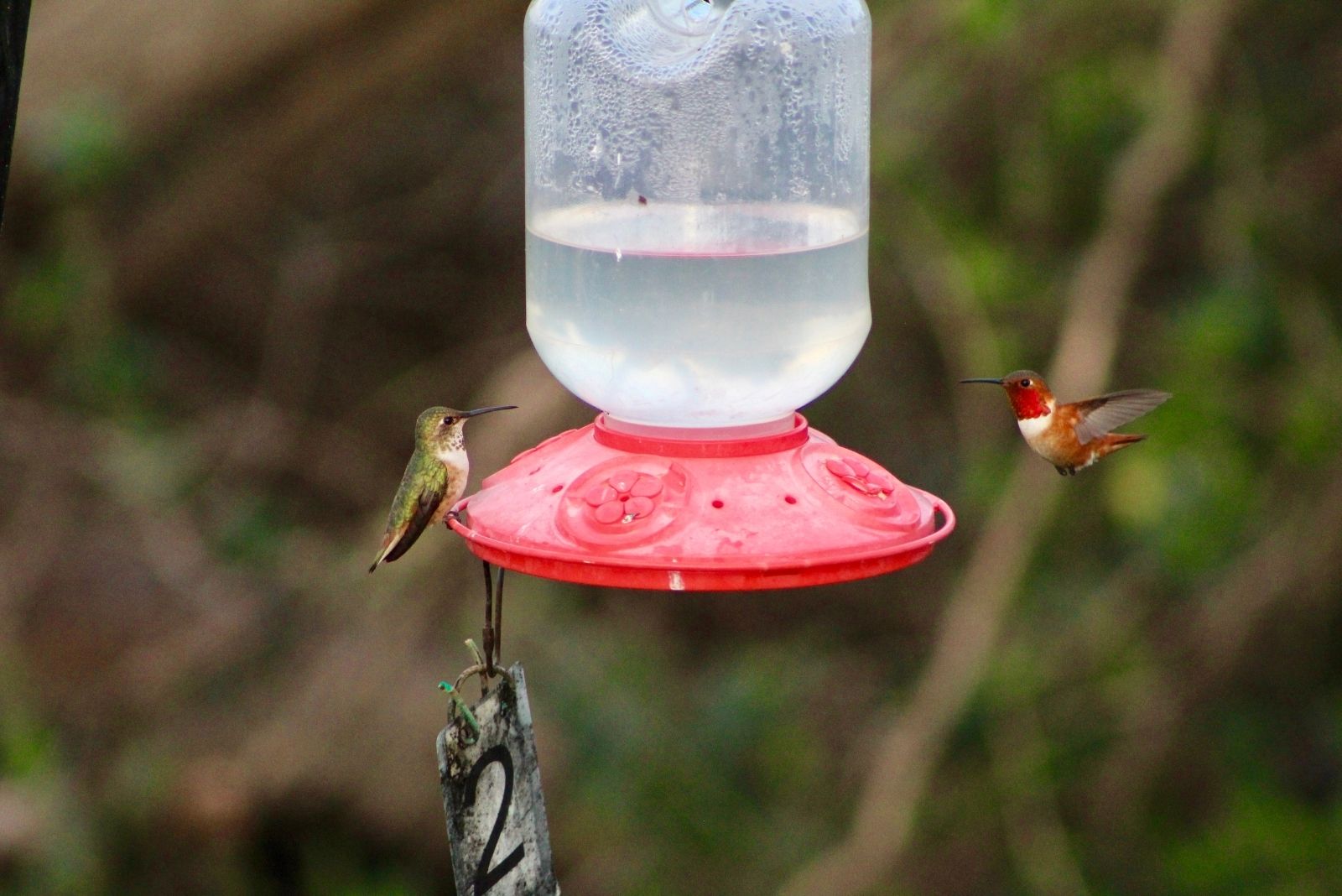 The Best Time To Take Down Hummingbird Feeders In Georgia