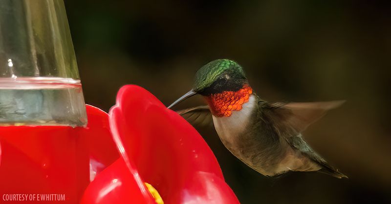 Keep Feeders Up Through Late November