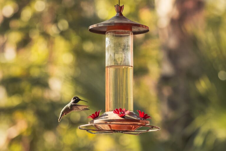 two hummingbirds on a feeder