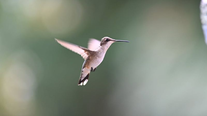 Watch For Migration Patterns