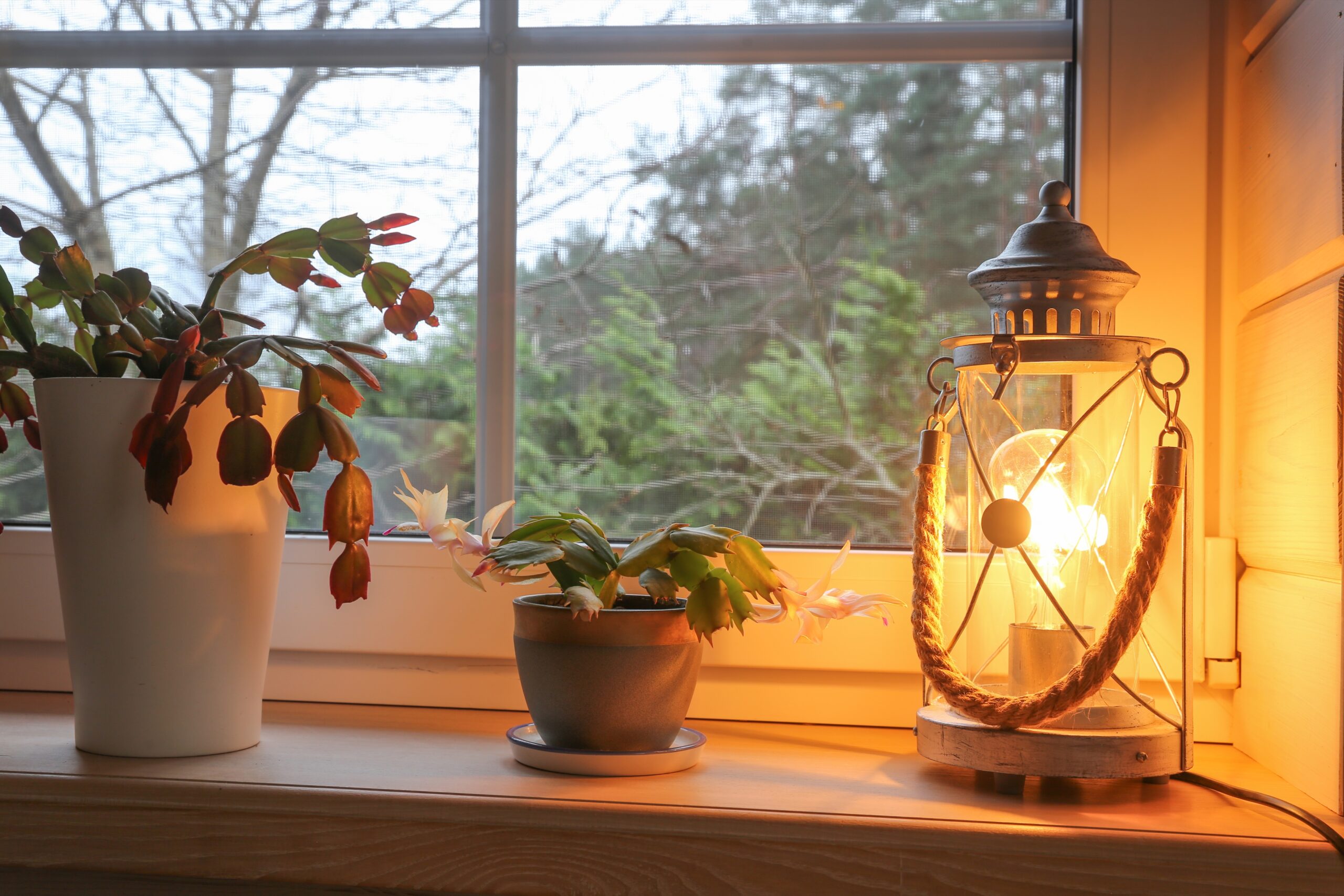 The Big Mistake That Stops Christmas Cactus Blooms In December
