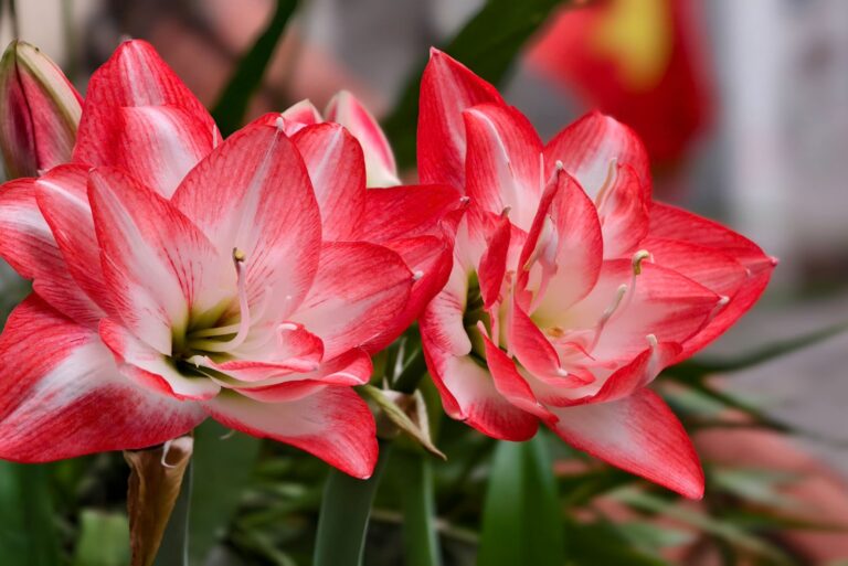 amaryllis