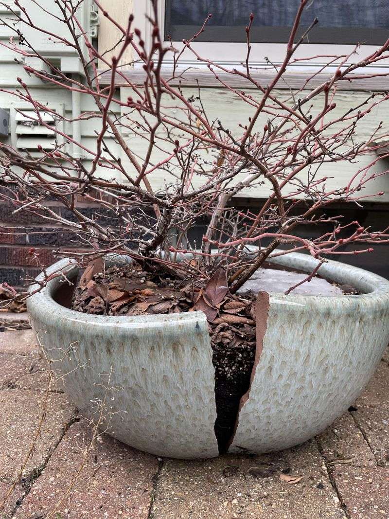 Why Protecting The Container Matters More Than Covering The Plant