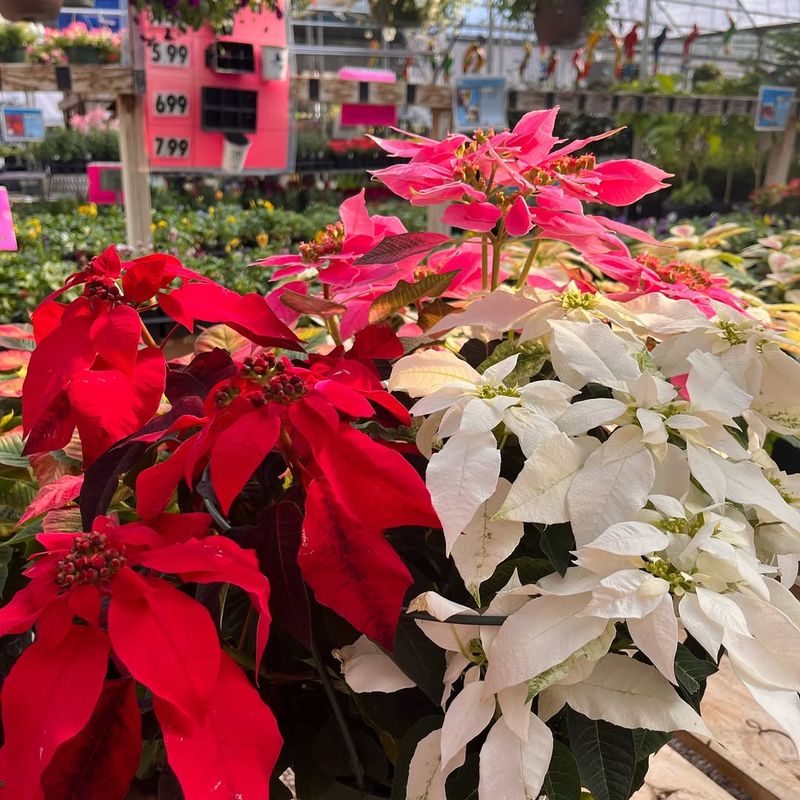 Poinsettia