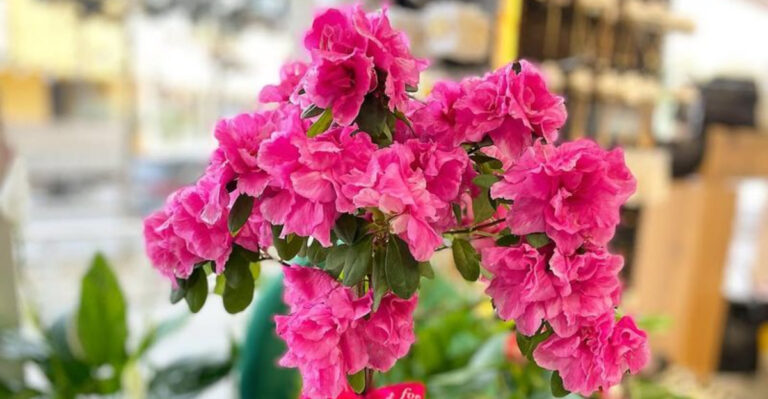indoor pink azalea flower