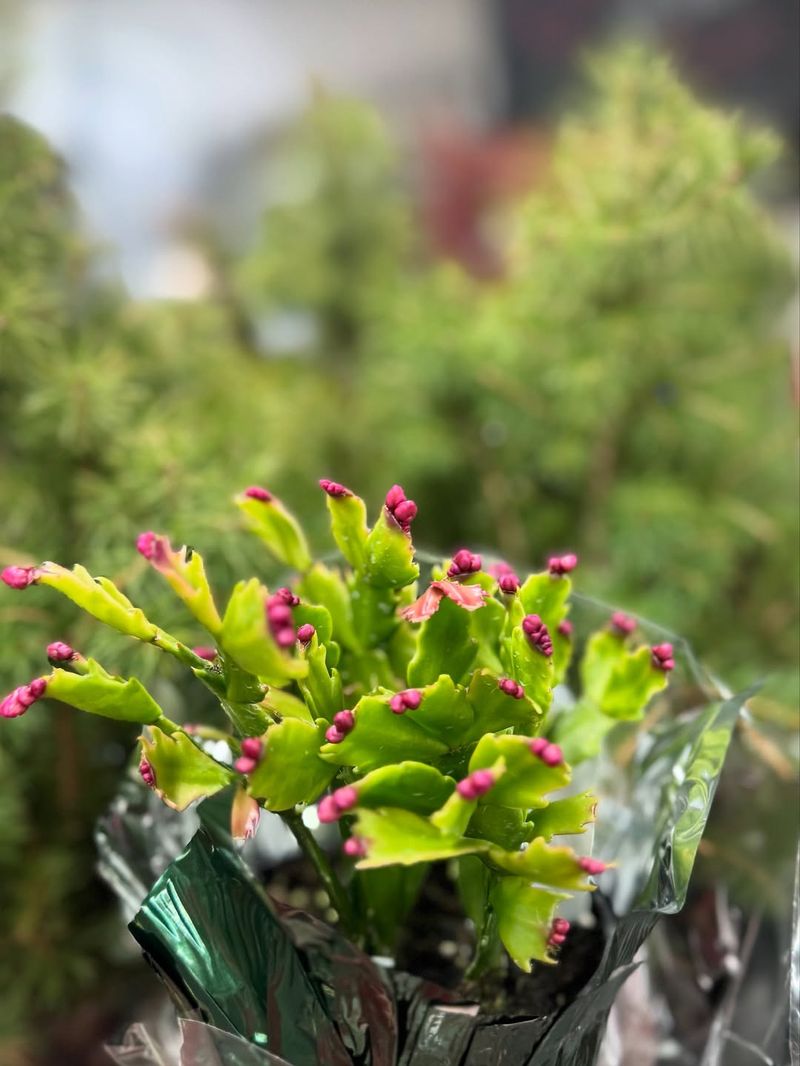 Vibrant Bud Color Signals Peak Freshness