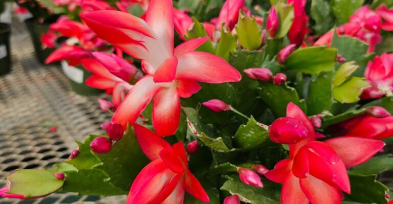 christmas cactus