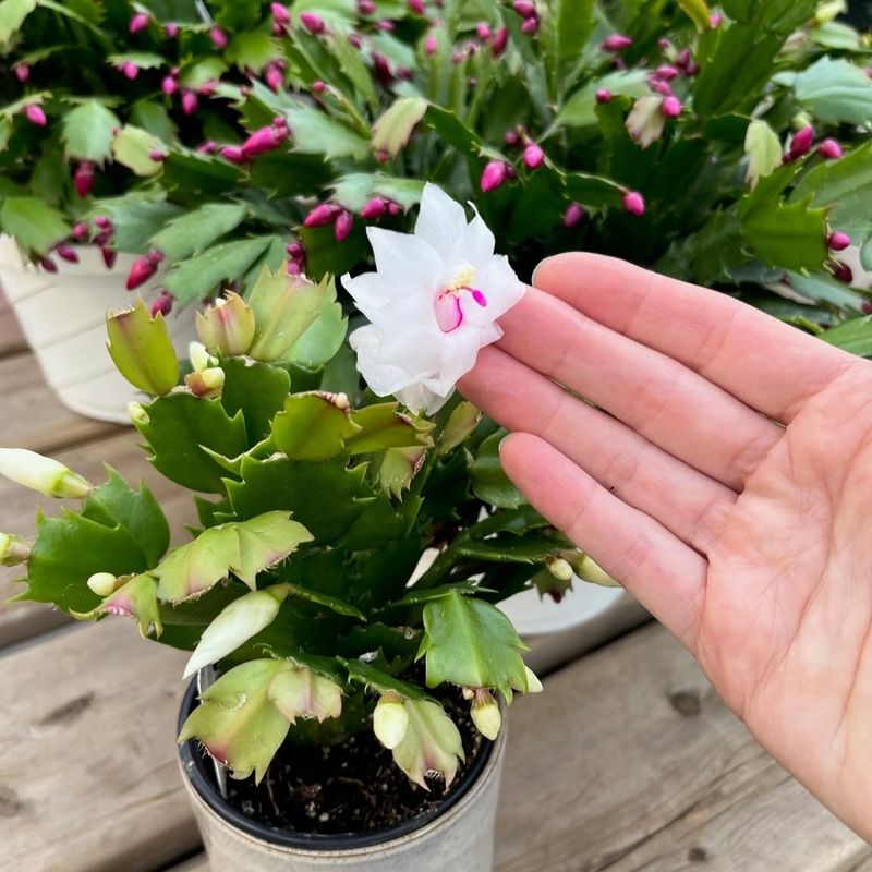 Buying Plants Already Dropping Buds