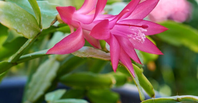 christmas cactus flower