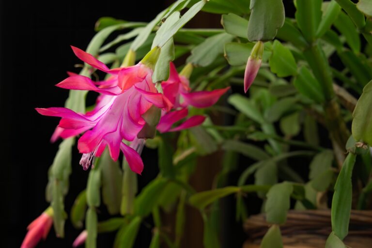 Christmas cactus (featured image)