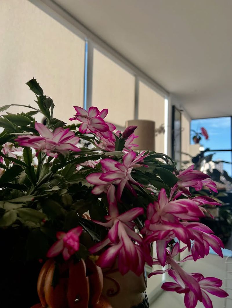 How Darkness Triggers Natural Flowering Cycles