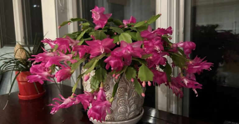 christmas cactus indoor