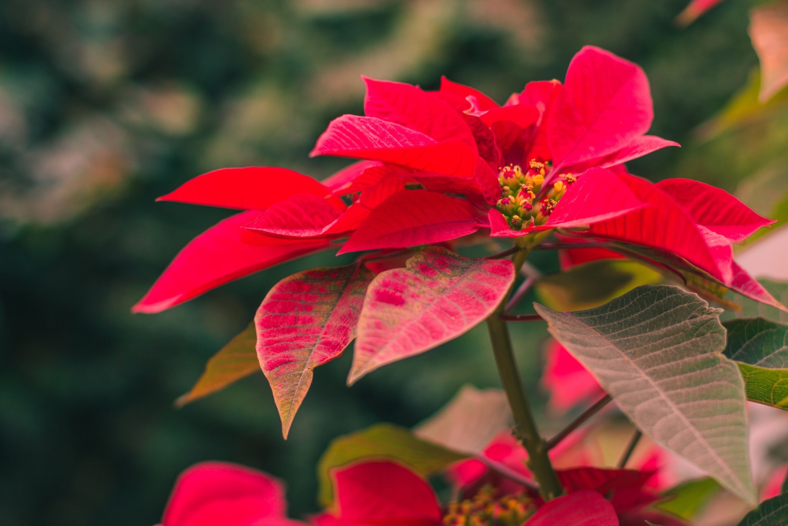 The Classic Winter Blooms Texas Homeowners Are Moving Indoors This Season