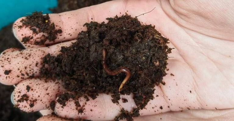 earthworm in soil