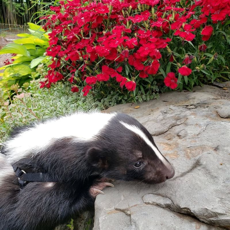 Why Skunks Can't Stand The Scent Of Coffee Grounds