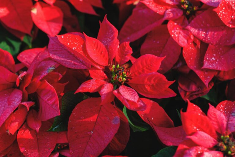 fresh poinsettia