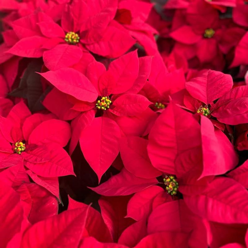 Checking The Tiny Yellow And Green Centers Is Crucial