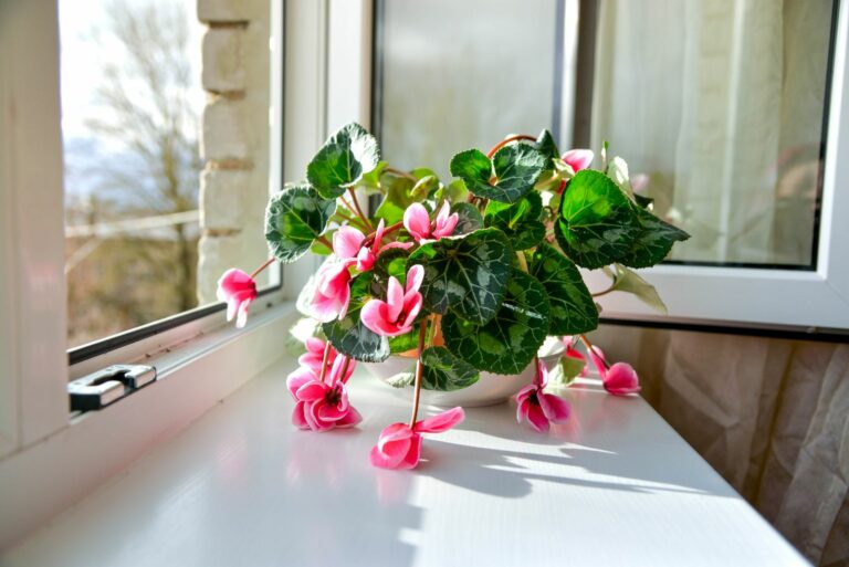 cyclamen