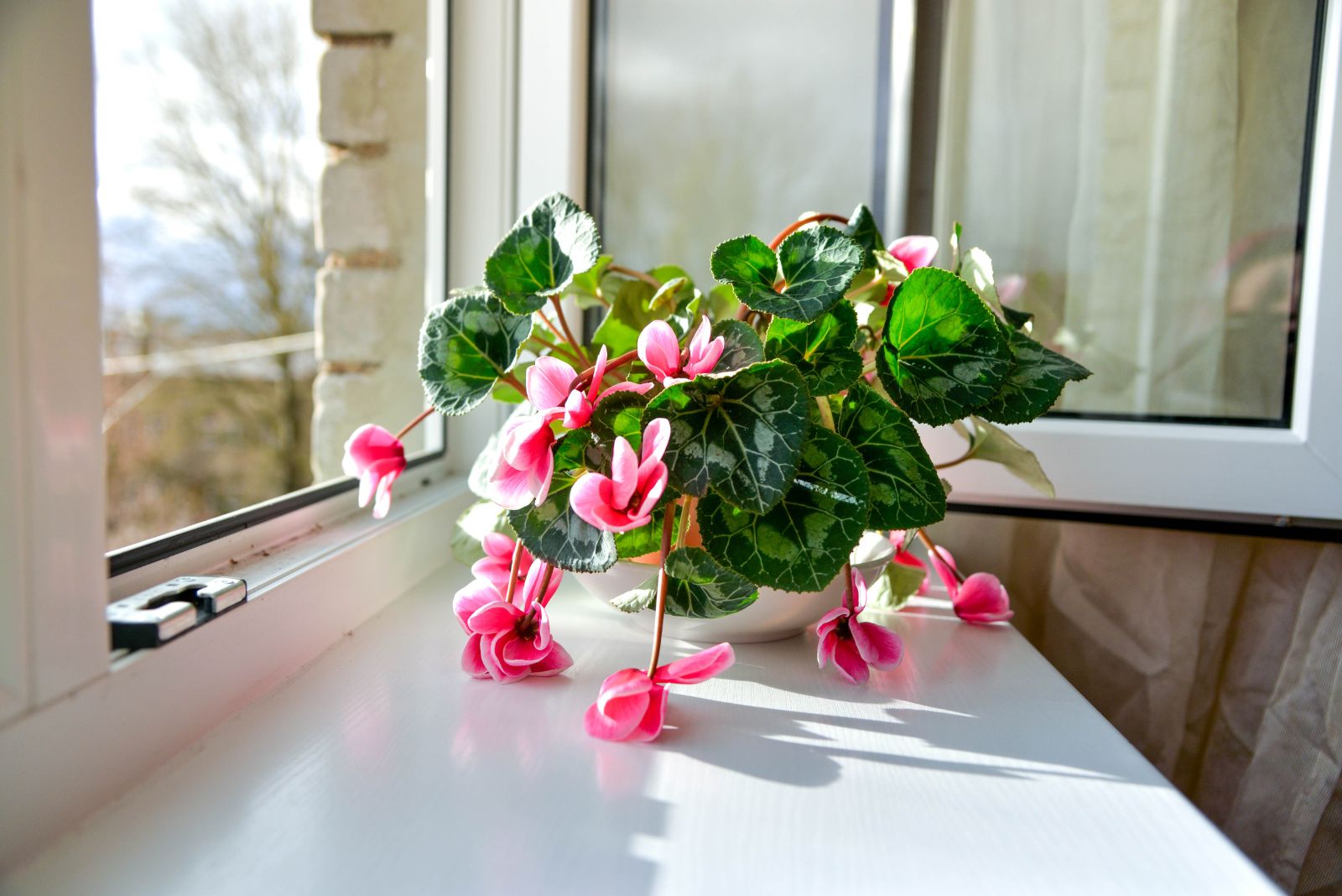 The Common Cyclamen Watering Mistake Florida Homeowners Do During The Holidays