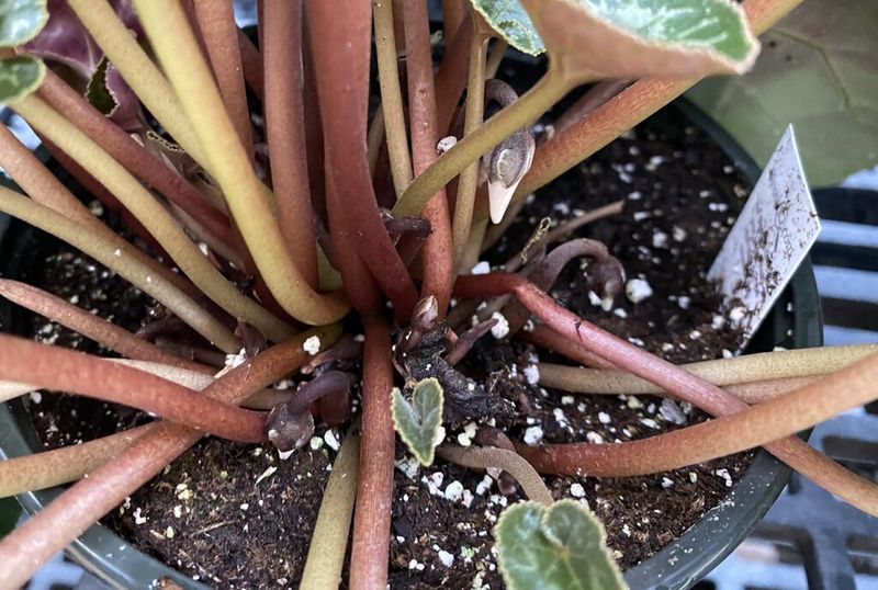 Overwatering When The Surface Looks Dry Is The Biggest Mistake