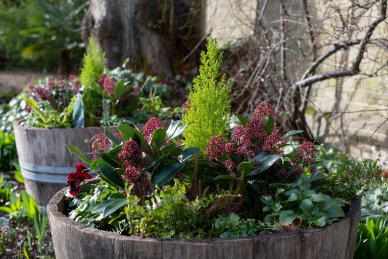 Dark pink flowers and miniature conifer tree planted in a vintage wooden barrel