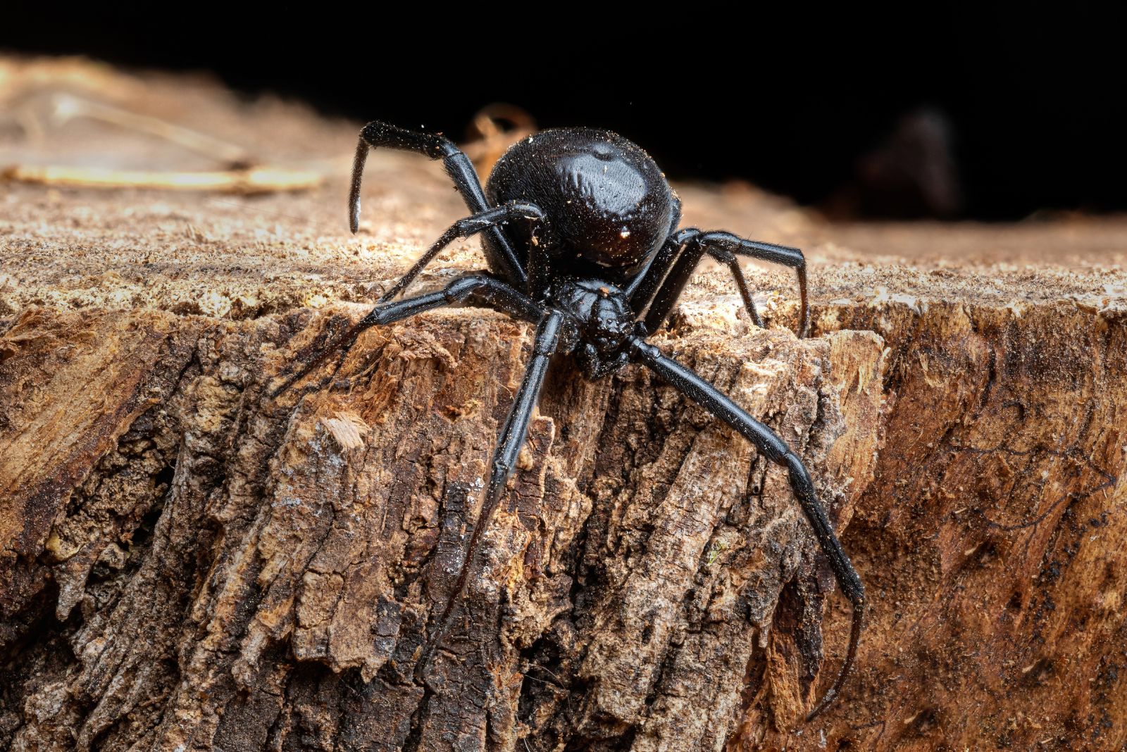 The Creatures Florida Homeowners Should Think Twice Before Touching Barehanded
