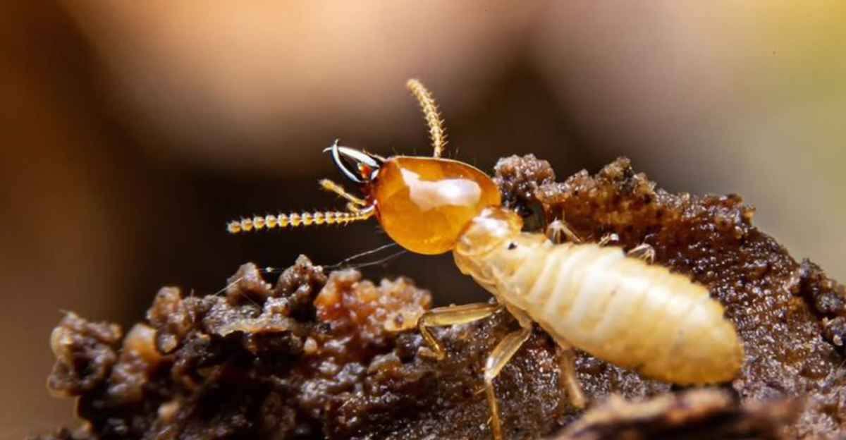 The Creepy Crawlers Louisiana Homeowners Encounter More Often Than Expected