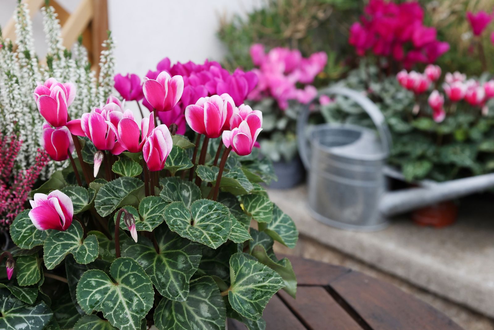 The Cyclamen Bloom-Boosting Trick Georgia Gardeners Use In December