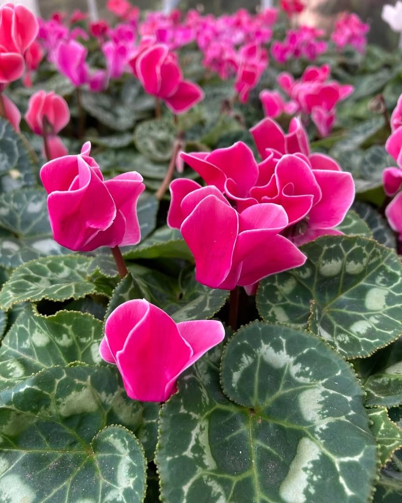 Longer Blooming Season Ahead