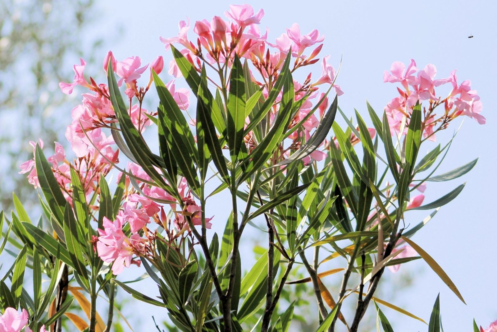 The Dangerous Plant Hiding In Some Florida Yards (And Why It’s Considered One Of The Deadliest)