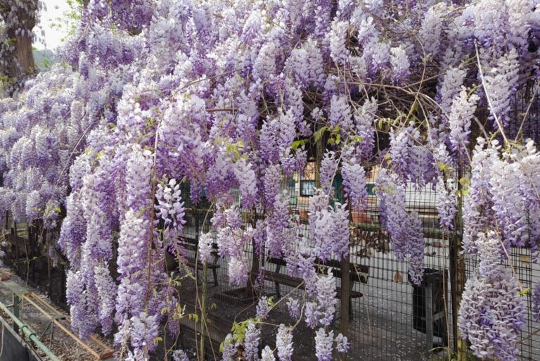 chinese wisteria vine taking over fence